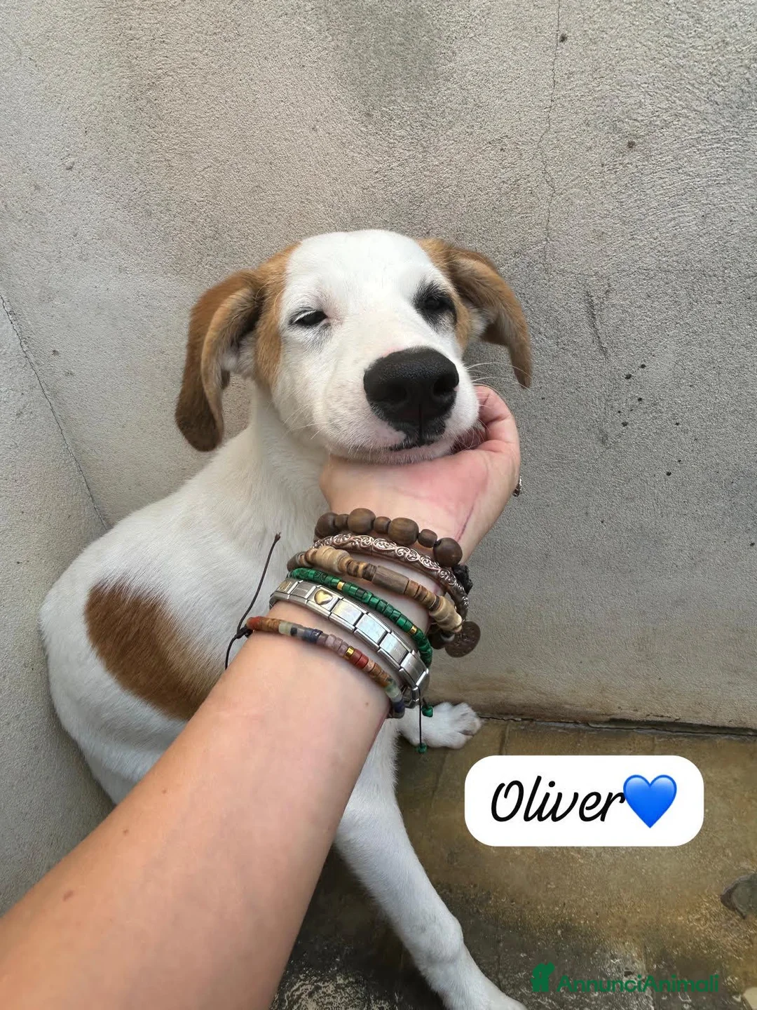 Meticcio cani in regalo: OLIVER E DENNY - Annuncio 2