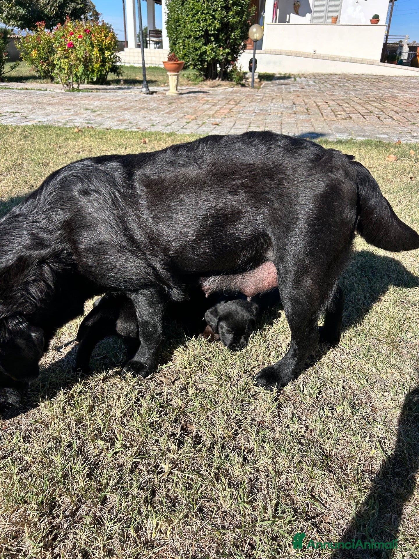 Labrador cani in vendita: Vendita Labrador  - Annuncio 7