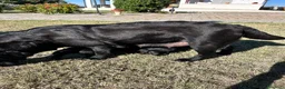 Labrador cani in vendita: Vendita Labrador  - Annuncio 1