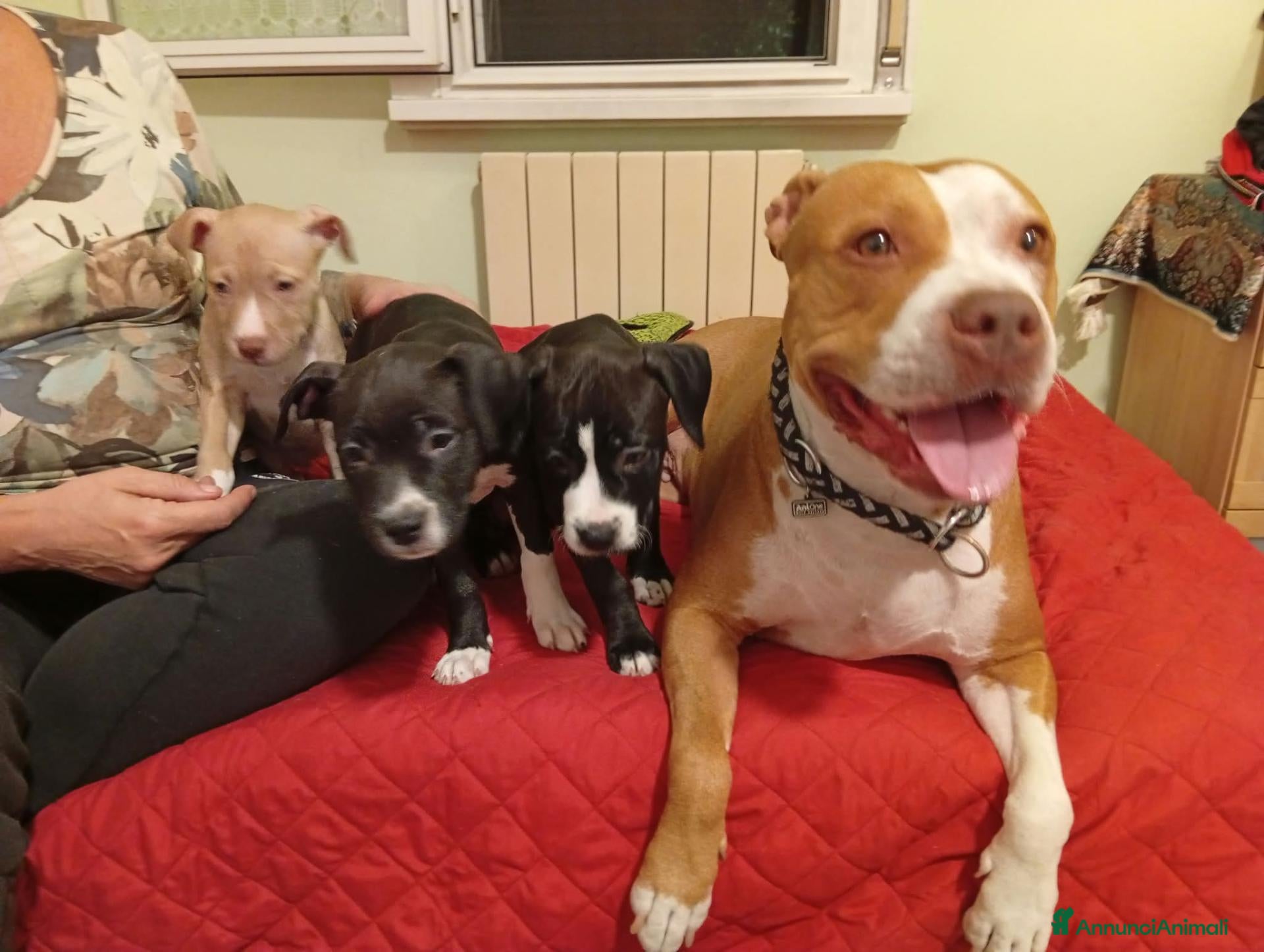 Pitbull cani Cucciola American Pitbull terrier  - Annuncio 2
