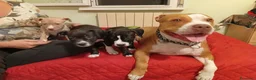 Pitbull cani in vendita: Cucciola American Pitbull terrier  - Annuncio 2