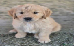 Golden Retriever cani in vendita: Cuccioli linea 100% americana  a Città metropolitana di Milano - Immagine 7