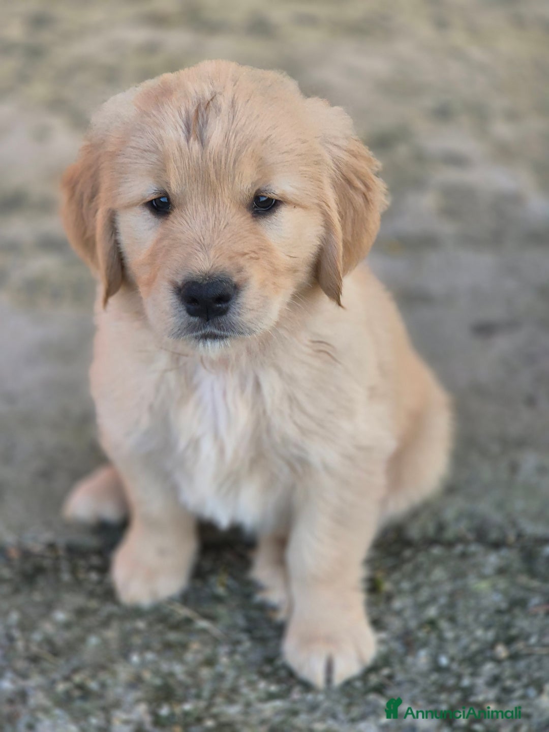 Golden Retriever cani in vendita: Cuccioli linea 100% americana  a Città metropolitana di Milano - Immagine 7