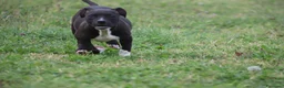 Pitbull cani in vendita: Cuccioli Pit Bull con pedigree anche a rate - Annuncio 18