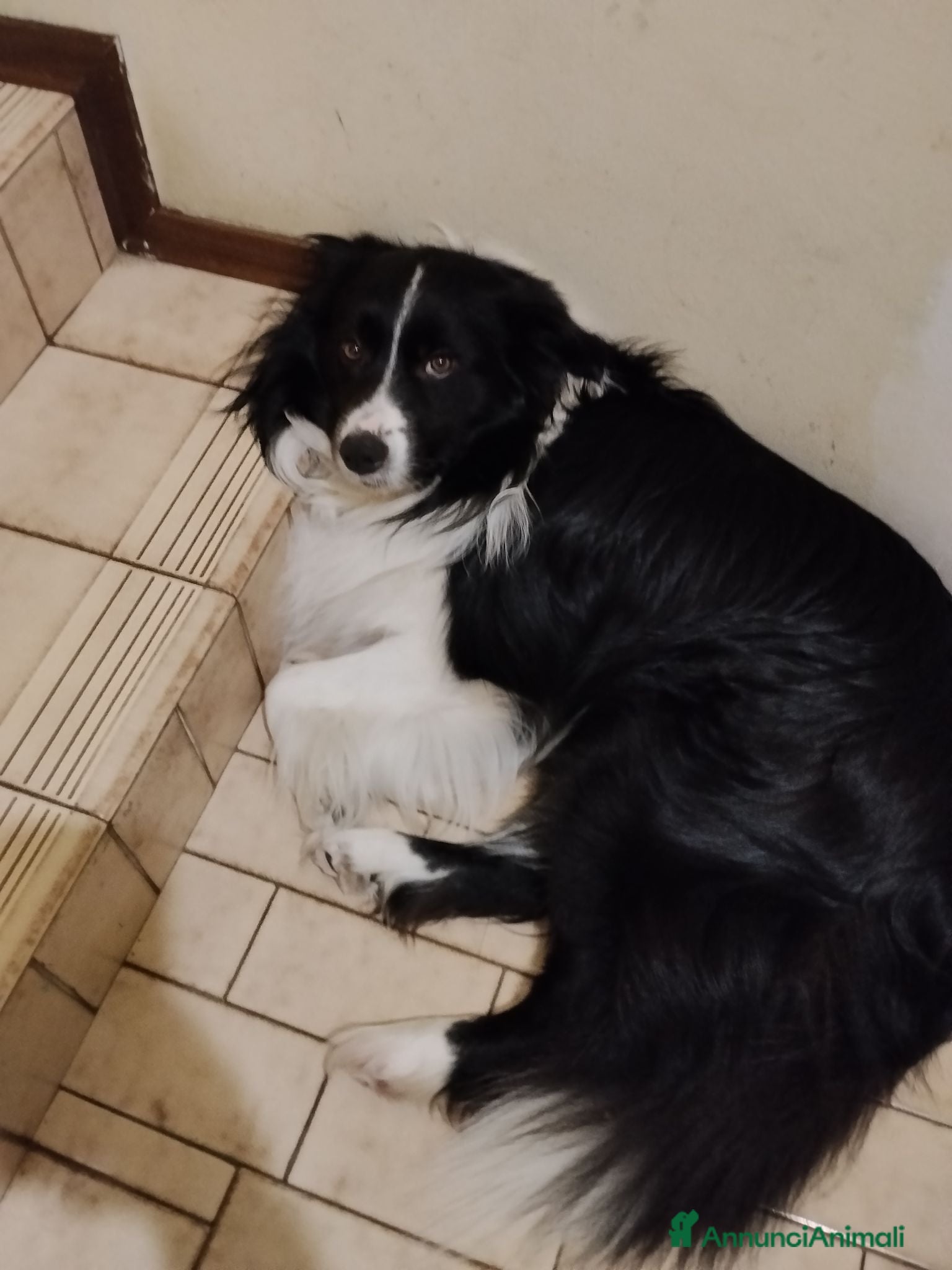 Border Collie cani Aky cerca fidanzata per accoppiamento  - Annuncio 36