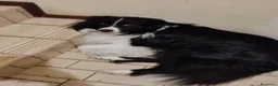 Border Collie cani per accoppiamento: Aky cerca fidanzata per accoppiamento  - Annuncio 1