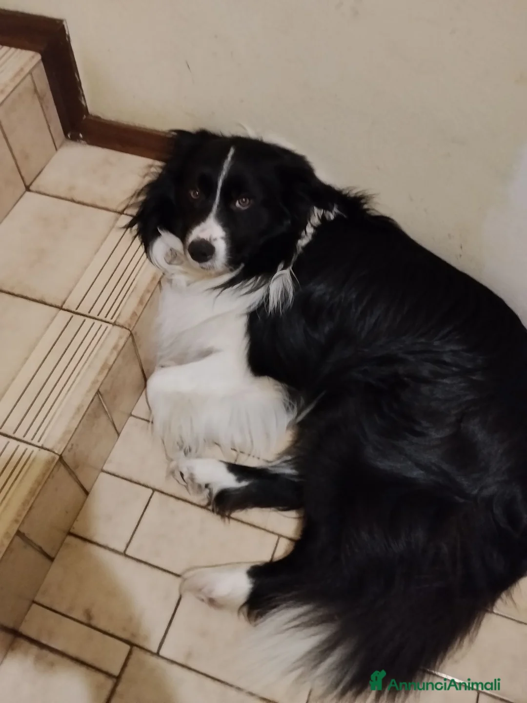 Border Collie cani per accoppiamento: Aky cerca fidanzata per accoppiamento  - Annuncio 1