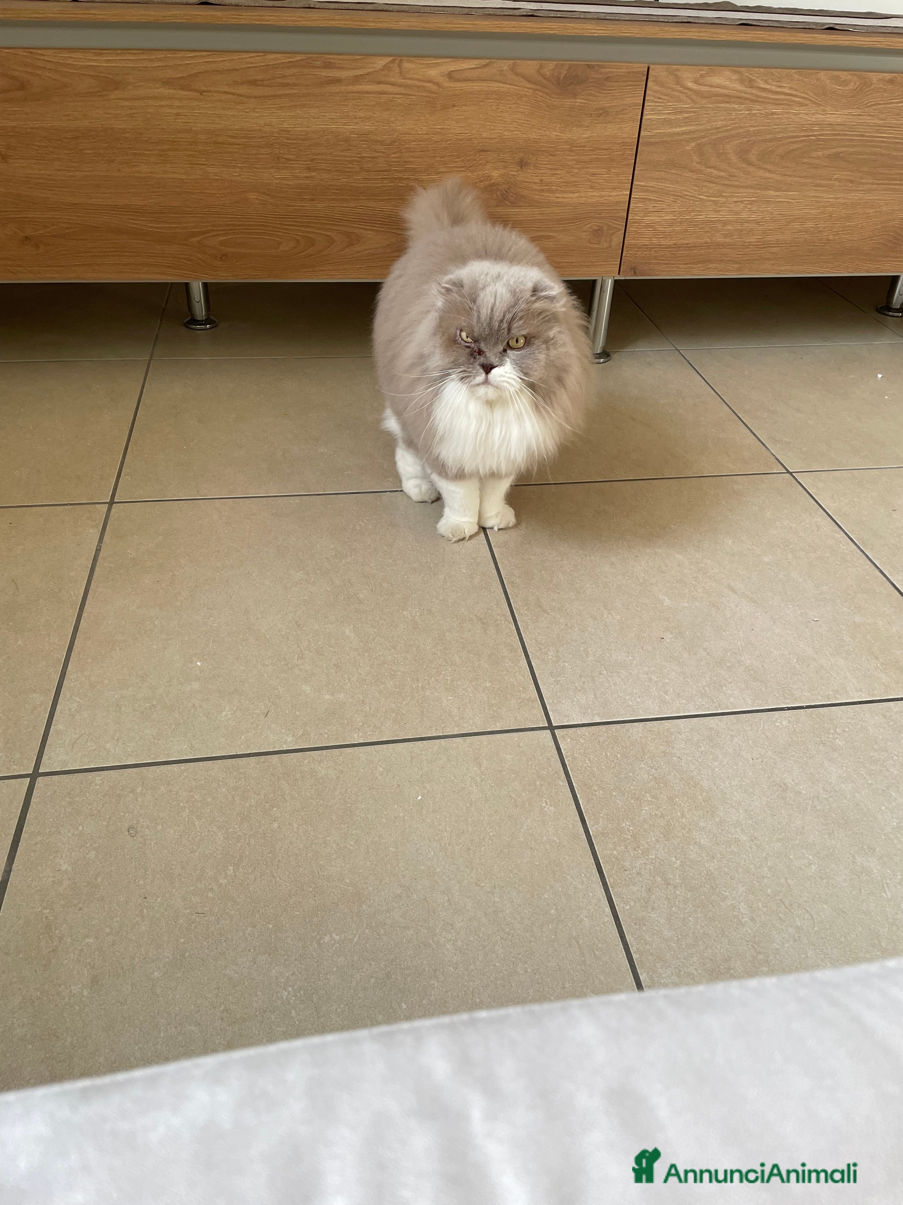 Scottish gatti Gatti scottish - Annuncio 2