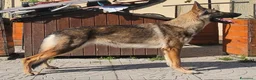 Pastore Tedesco cani in regalo: femmina di pastore tedesco da lavoro m - Annuncio 1