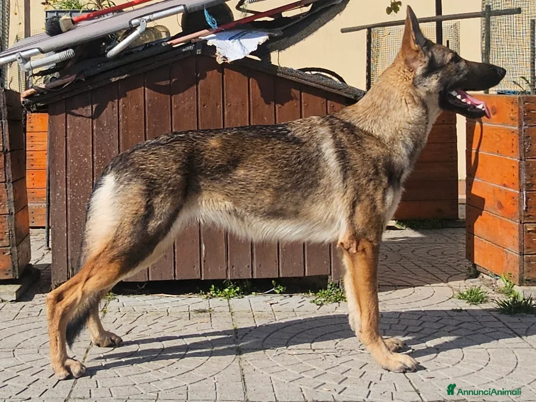 Pastore Tedesco cani in regalo: femmina di pastore tedesco da lavoro m - Annuncio 1