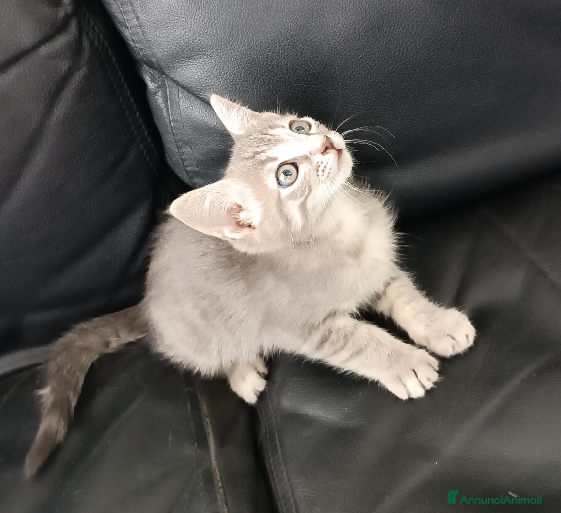 Altre razze gatti Gattino (Padre Certosino) - Annuncio 1