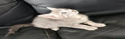 Altre razze gatti in vendita: Gattino (Padre Certosino) - Annuncio 1