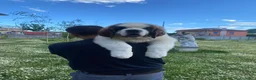 San Bernardo cani in vendita: Cuccioli di San Bernardo - Annuncio 3