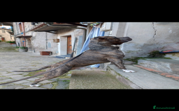 American Staffordshire cani in regalo: Amstaff maschio  - Immagine 4