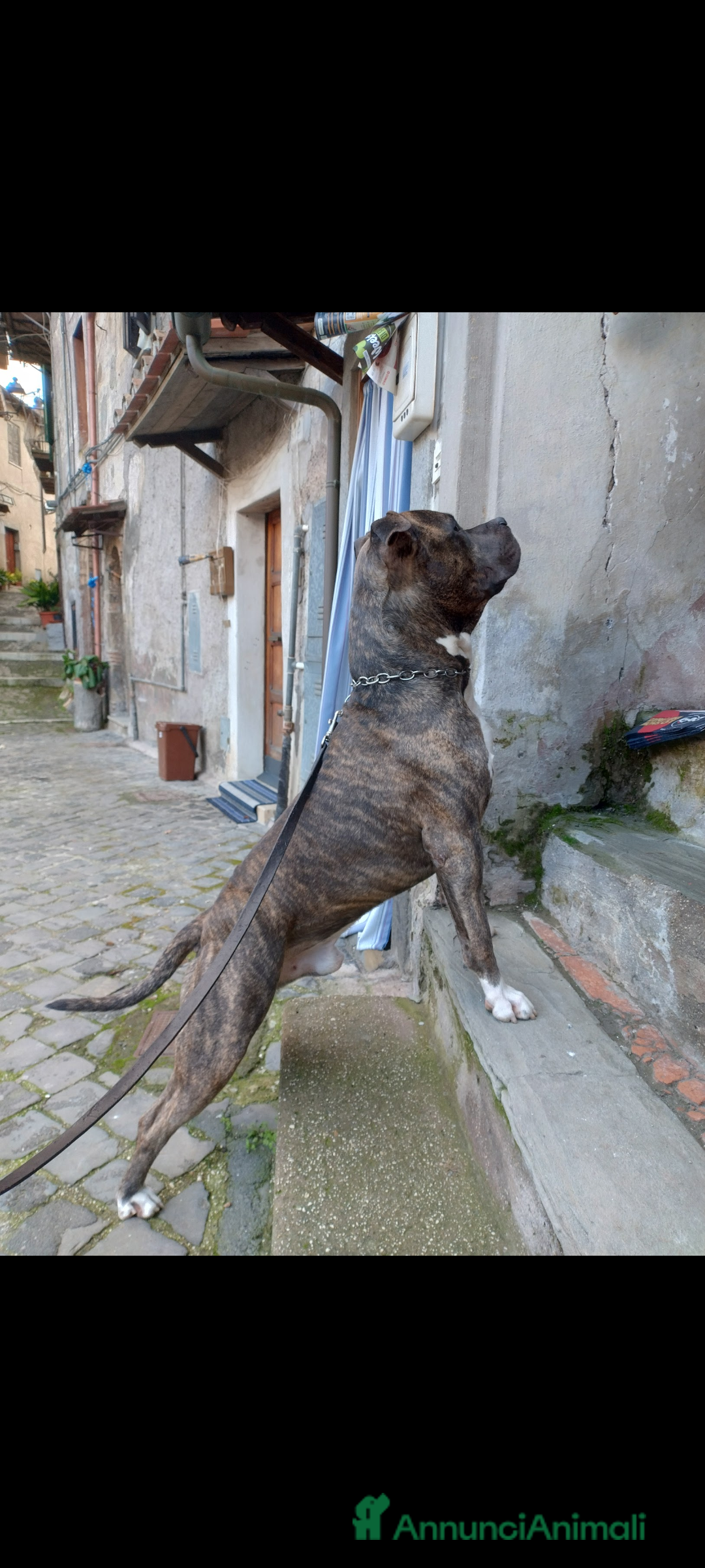 American Staffordshire cani in regalo: Amstaff maschio  - Immagine 4