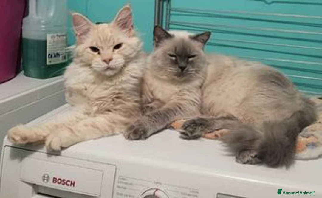 Immagine della galleria {{count}}