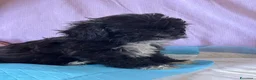 Shihpoo cani in vendita: Cuccioli di shih-poo - Annuncio 6