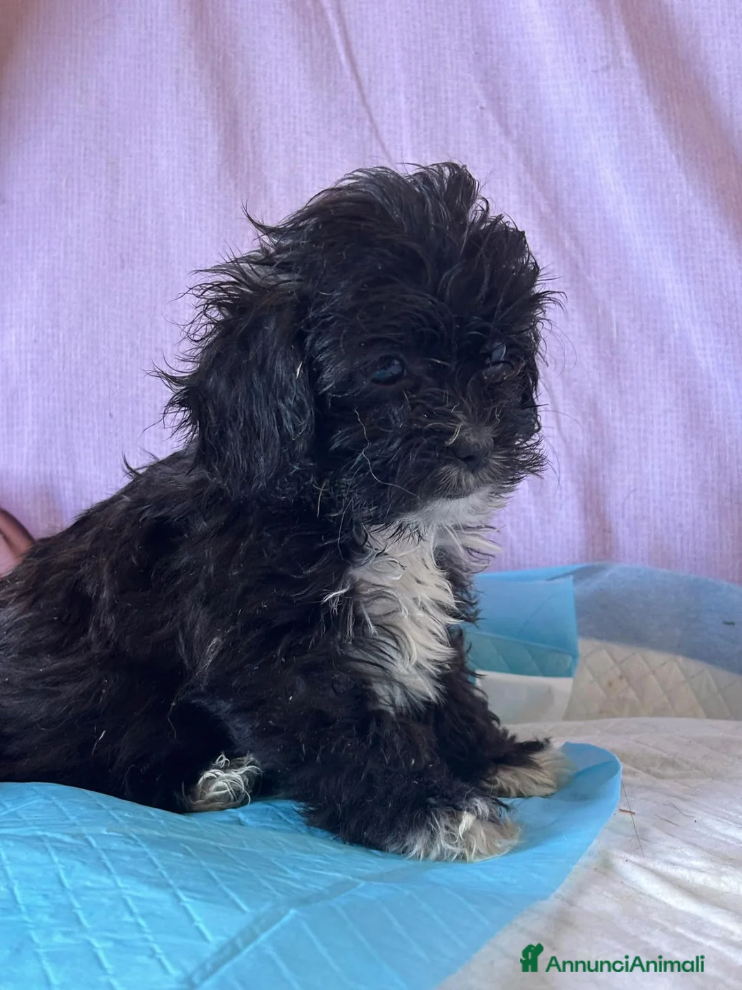 Shihpoo cani in vendita: Cuccioli di shih-poo - Annuncio 6