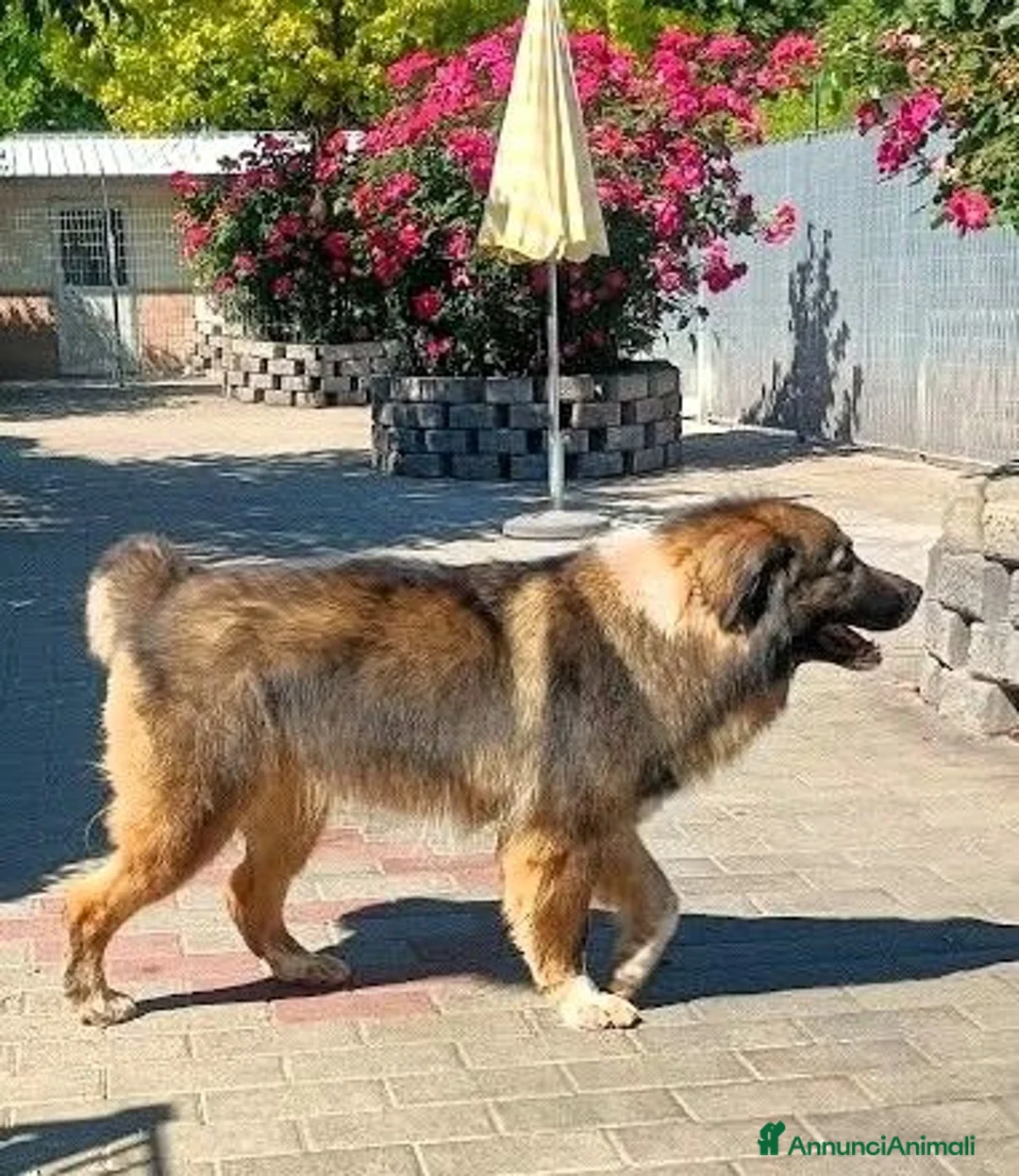 Meticcio cani in regalo: PRUGNA STUPENDA - Annuncio 1