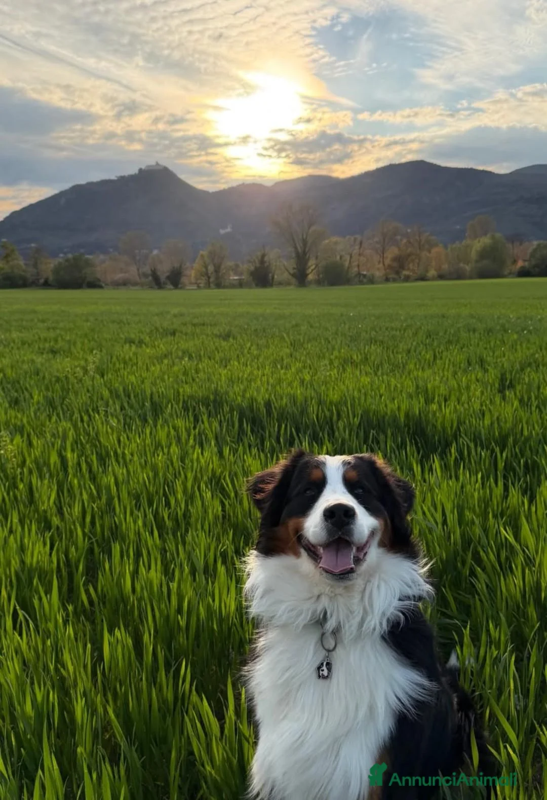 Bovaro del Bernese cani in vendita: Romeo cerca casa - Annuncio 2