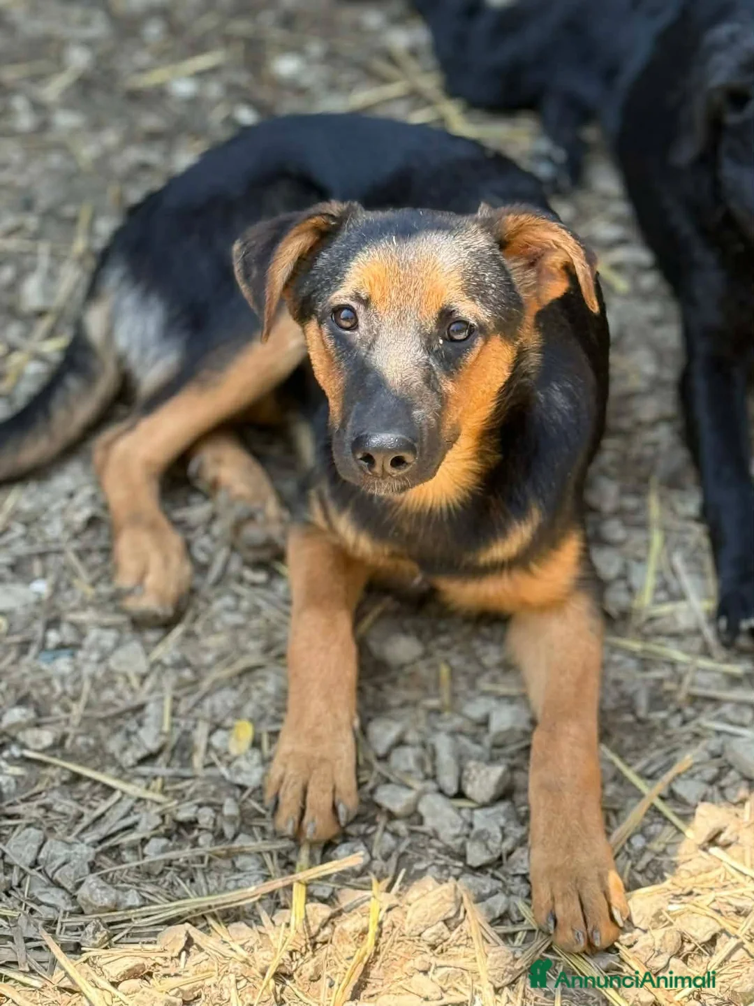 Meticcio cani in regalo: DAISY & DELILAH, sorelline in cerca d'amore! - Annuncio 7