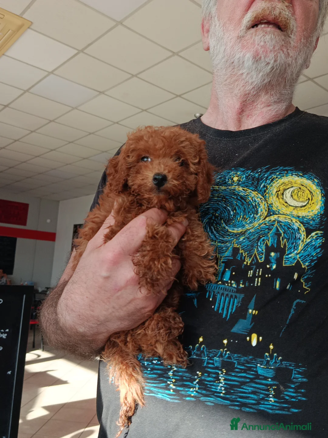 Barboncino Toy cani in vendita: Barboncino toy - Annuncio 1