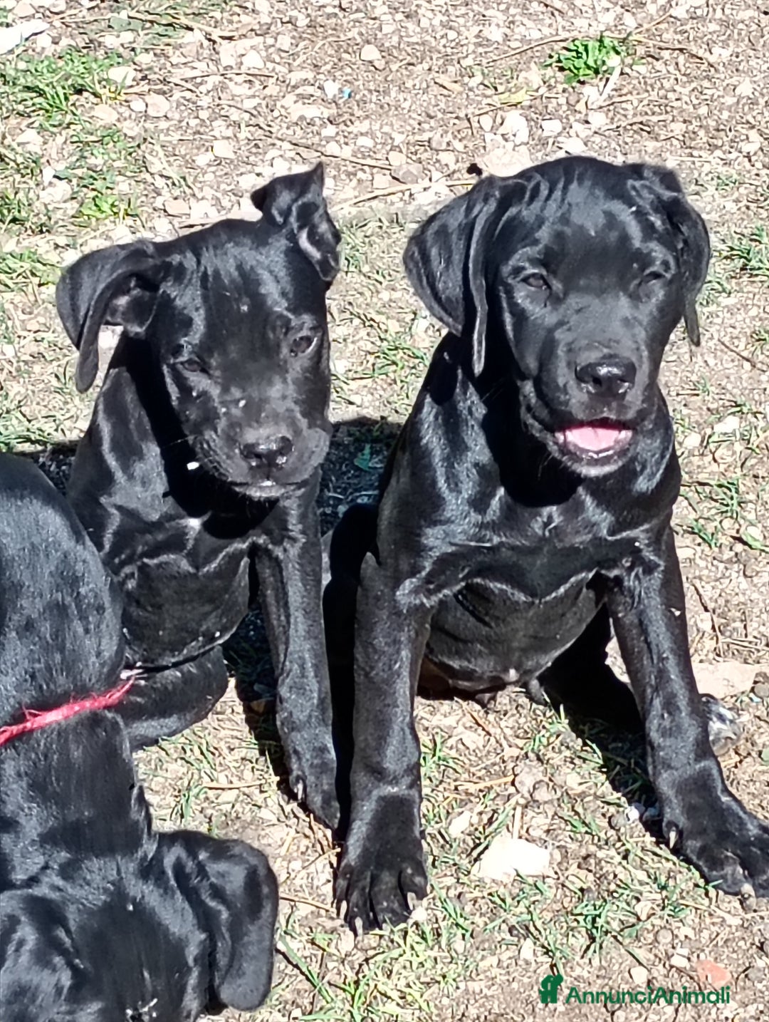 Cane Corso cani in vendita: Cuccioli di cane corso  - Annuncio 4