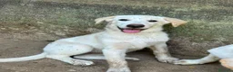 Meticcio cani in regalo: Vera sorride e cerca casa 🏡 a Città metropolitana di Milano - Annuncio 8