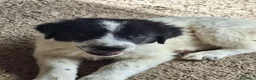 Pastore Abbruzzese Maremmano cani in vendita: Cuccioli di pastore maremmano - Annuncio 13