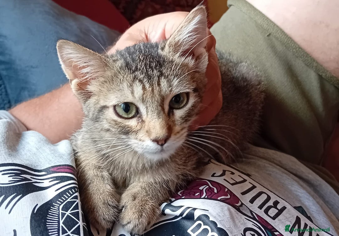 Altre razze gatti in regalo: SPLENDIDO GATTINO, NOAH - Annuncio 3