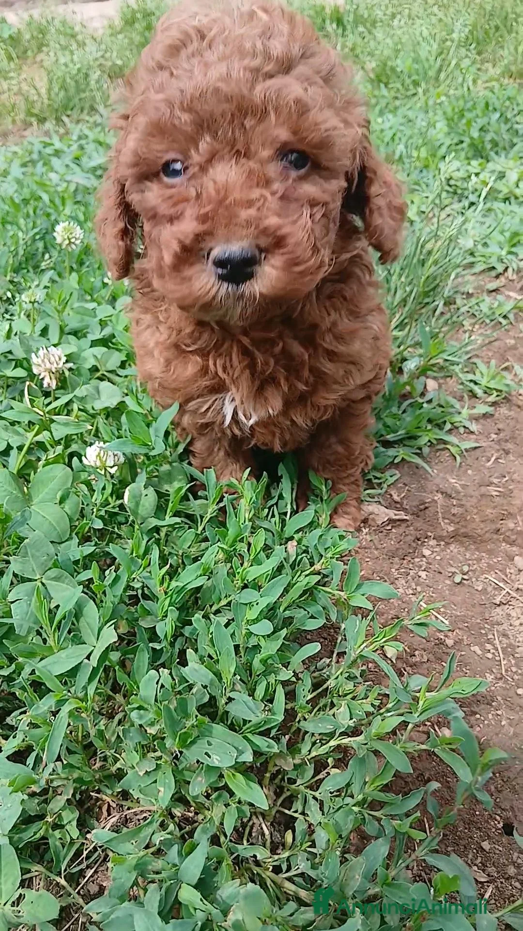 Barboncino Toy cani in vendita: barboncino Toy  - Annuncio 2