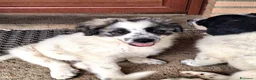Meticcio cani in vendita: Cucciola femmina bianca con sfumature grigio-nere  - Annuncio 3