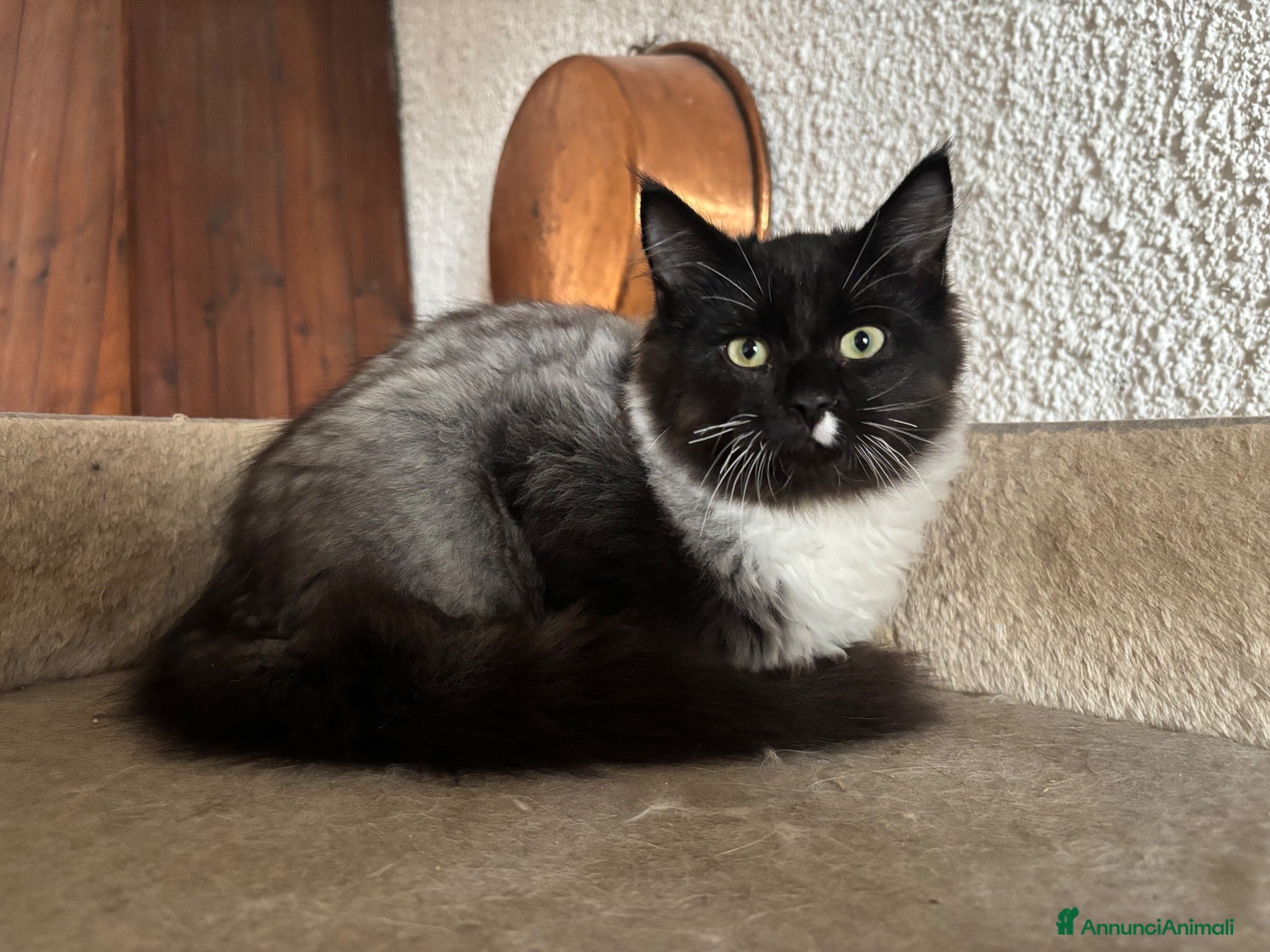 Siberiano gatti Gattino siberiano ipoallergenico  - Annuncio 2