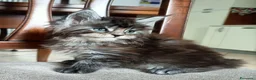 Maine Coon gatti in vendita: Maine coon - Annuncio 6