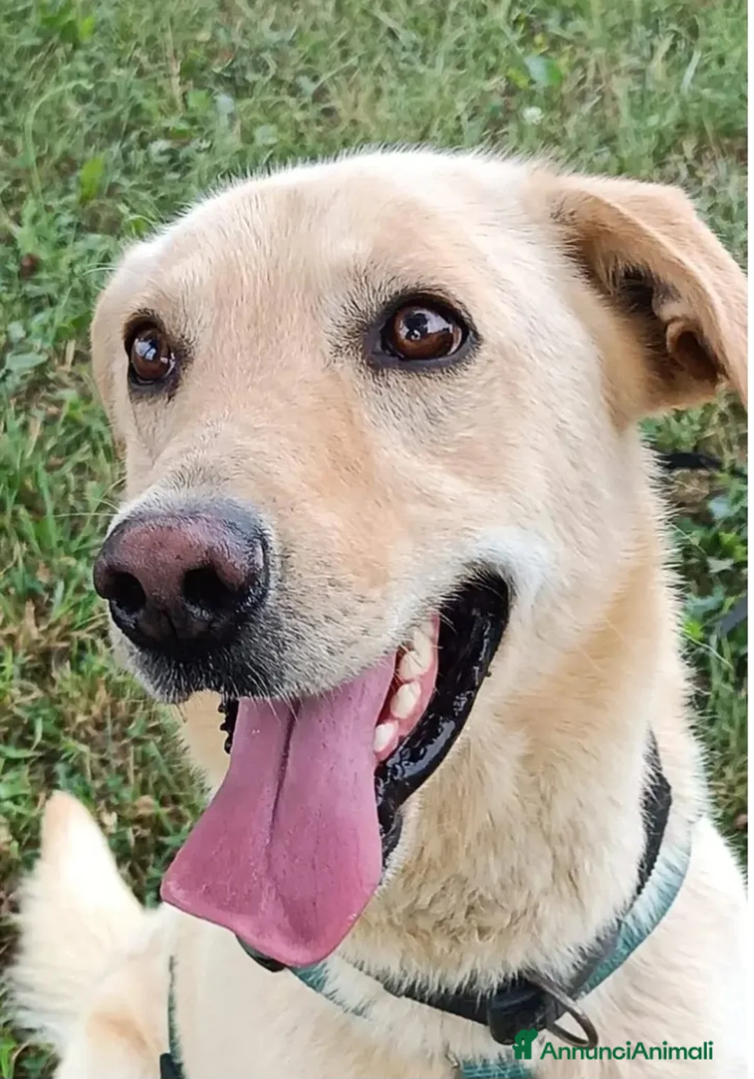 Meticcio cani in regalo: Vasco 4anni mai avuto una casa! MILANO SOS - Annuncio 2