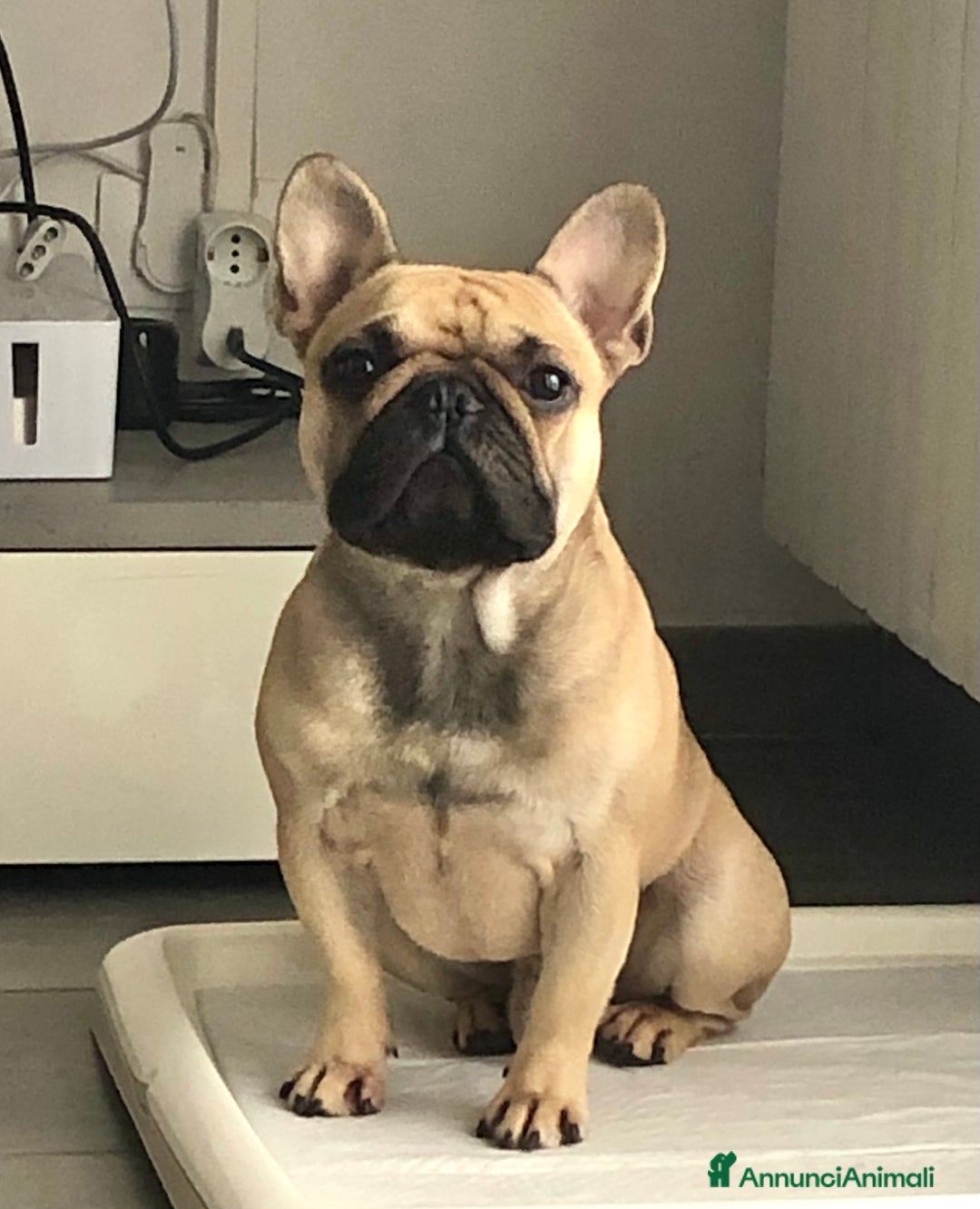 Bulldog Francese cani per accoppiamento: Othmar cerca fidanzata - RHO (Mi) - Annuncio 4