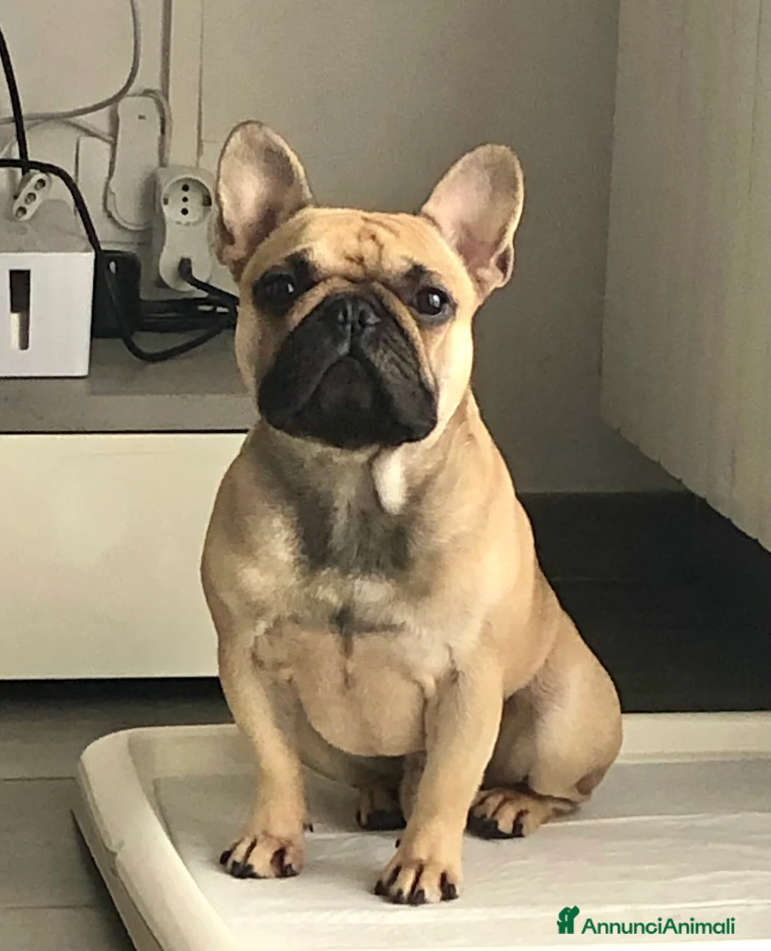 Bulldog Francese cani per accoppiamento: Othmar cerca fidanzata - RHO (Mi) - Annuncio 4