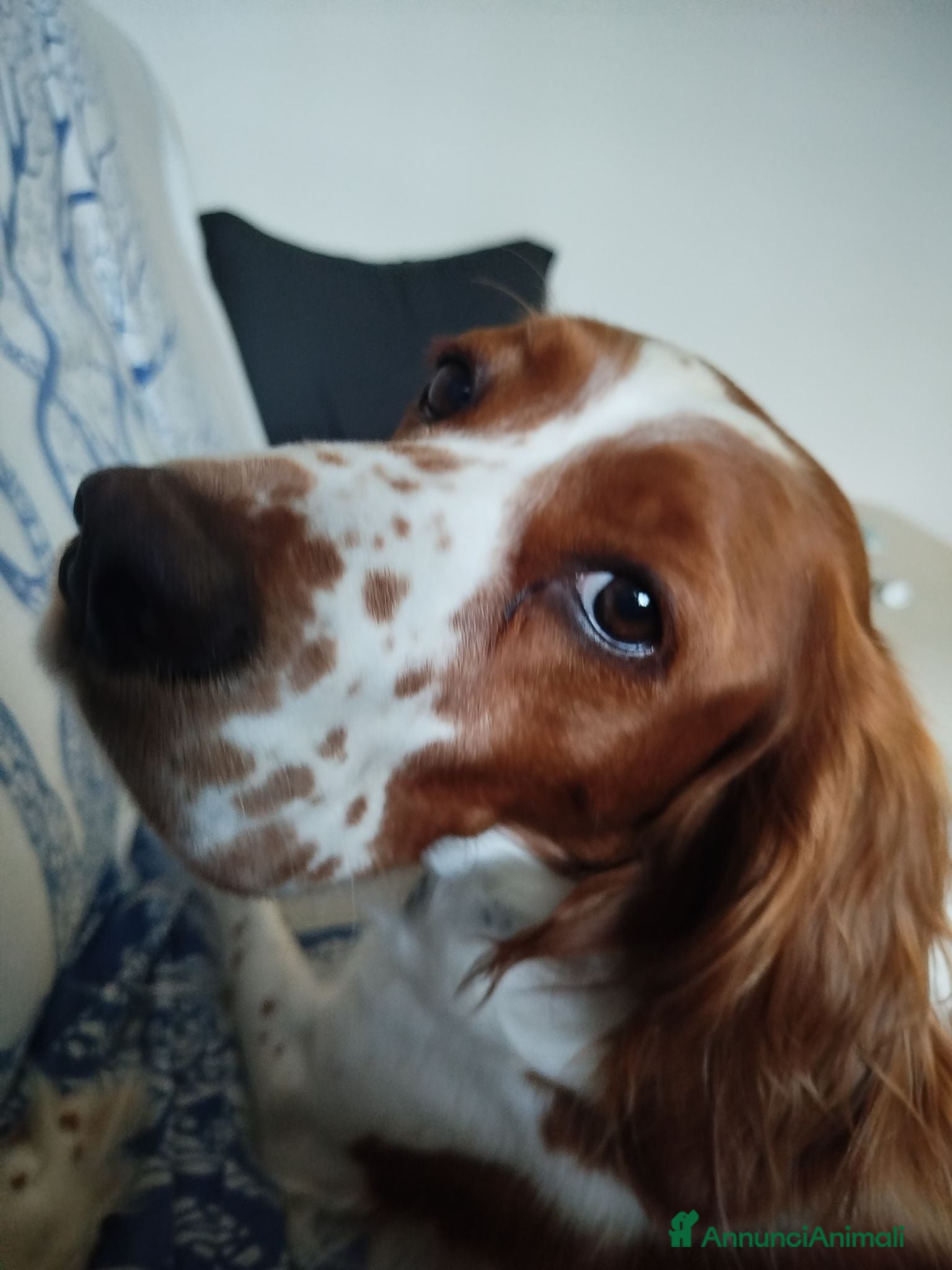 Meticcio cani Cuccioli cani da caccia - Annuncio 7