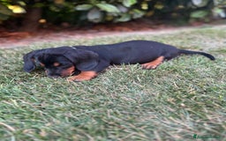 Bassotto cani in vendita: Bassotto  a Provincia di Parma - Immagine 2