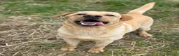 Labrador cani in regalo: RIO, stupendo mix LABRADOR dolcissimo! - Annuncio 7