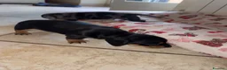 Bassotto Nano cani in vendita: Cucciolo di bassotto maschio  - Annuncio 4