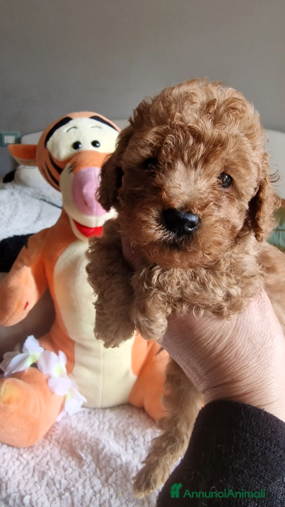 Barboncino cani in vendita: Barboncino - Annuncio 5