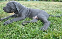 Cane Corso cani in vendita: Cuccioli cane corso a Provincia di Verona - Immagine 7