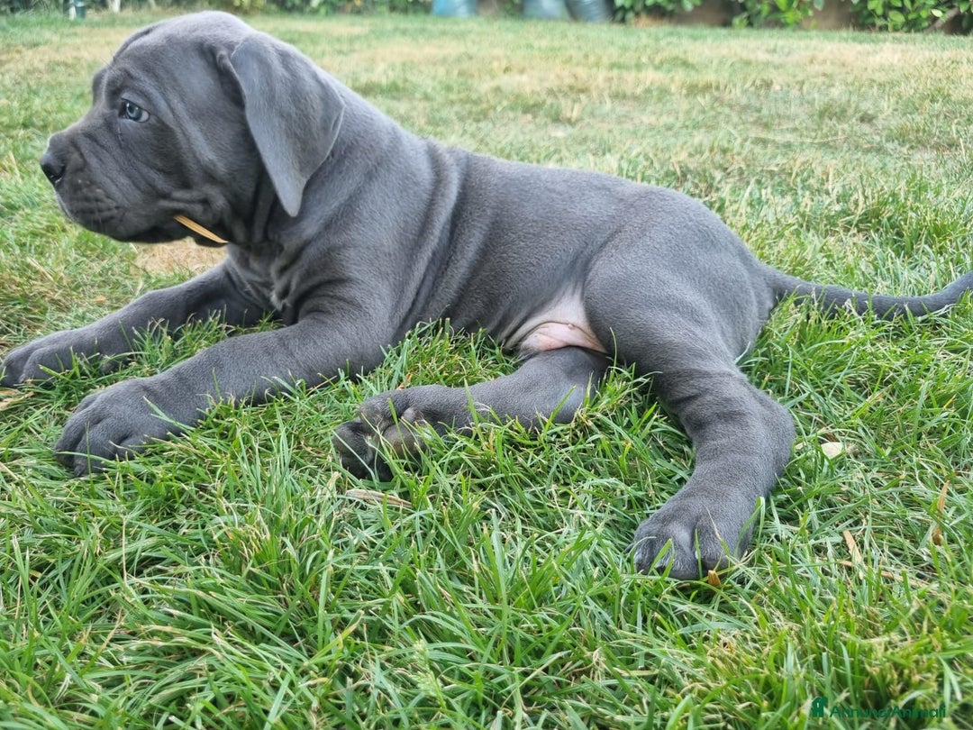 Cane Corso cani in vendita: Cuccioli cane corso a Provincia di Verona - Immagine 7