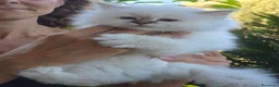 Sacro di Birmania gatti in vendita: Cuccioli Sacri di Birmania - Annuncio 8
