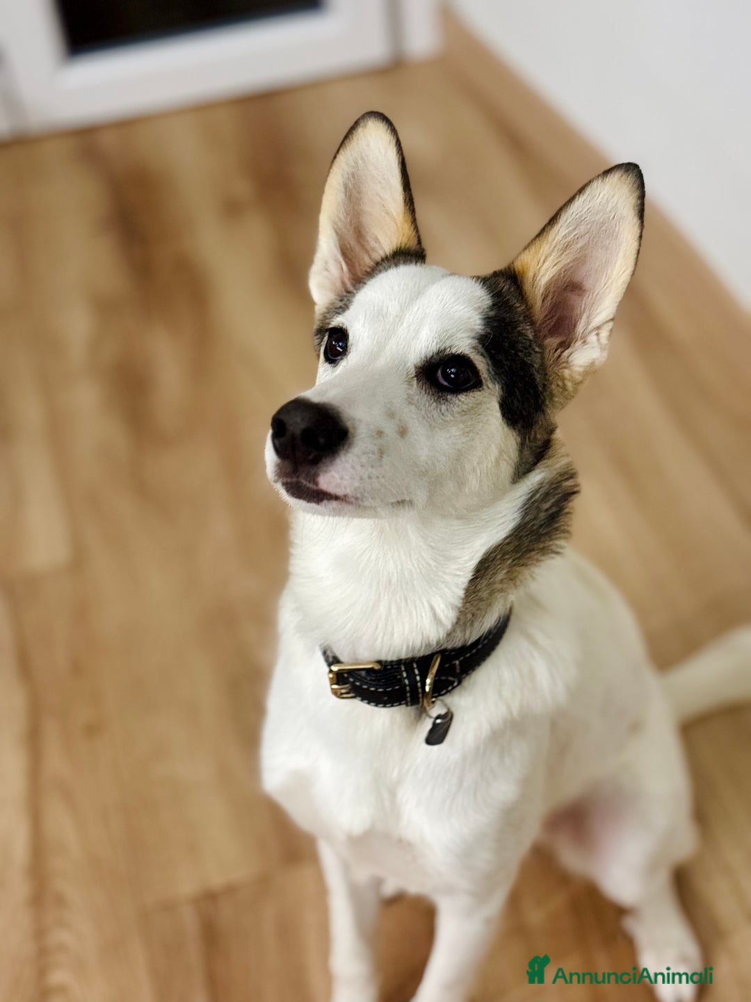 Meticcio cani in regalo: Cucciola cerca casa - Annuncio 3