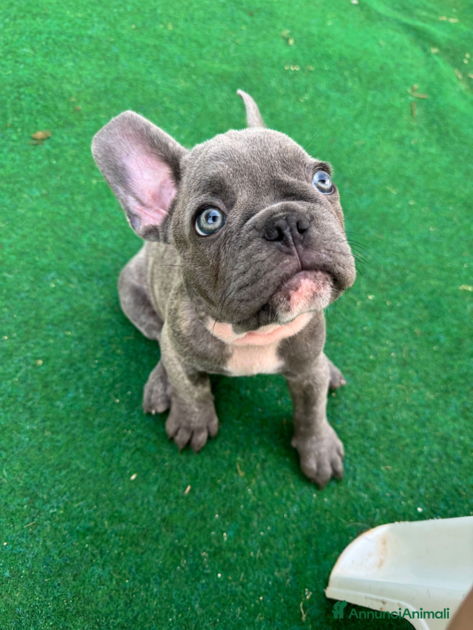 Bulldog Francese cani in vendita: Cuccioli di bulldog francese - Annuncio 1