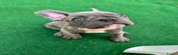Bulldog Francese cani in vendita: Cuccioli di bulldog francese - Annuncio 1