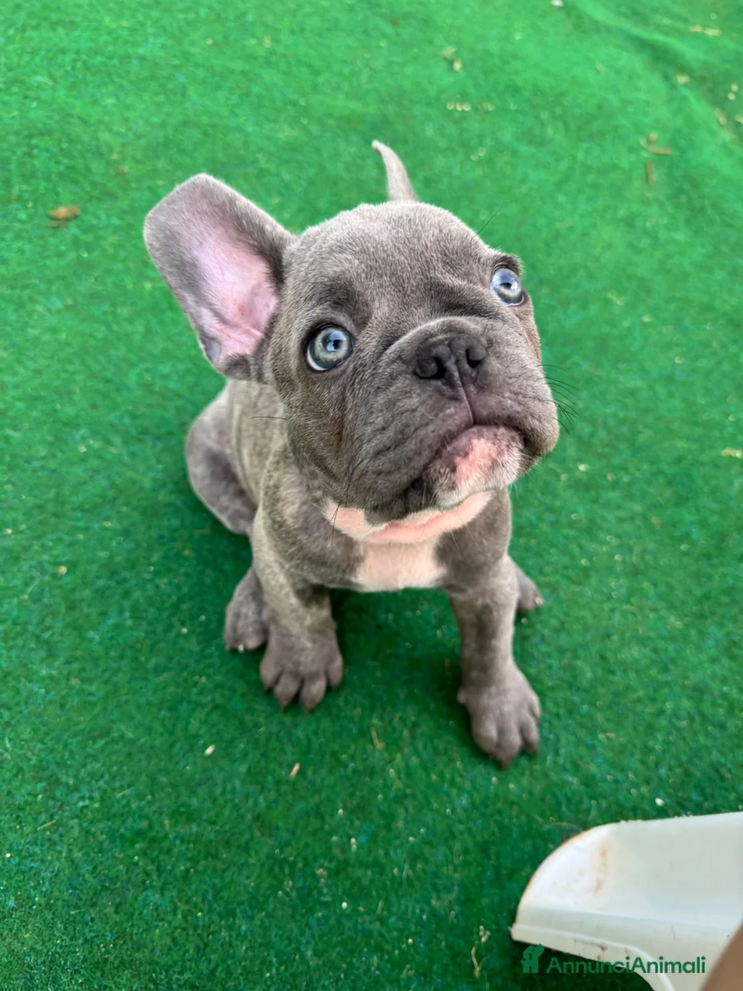 Bulldog Francese cani in vendita: Cuccioli di bulldog francese - Annuncio 1