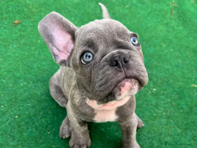 Bulldog Francese cani Cuccioli di bulldog francese - Annuncio 1